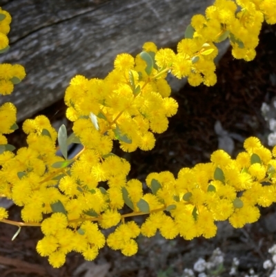 Acacia buxifolia subsp. buxifolia (Box-leaf Wattle) at Bumbaldry, NSW - 29 Aug 2024 by AnneG1