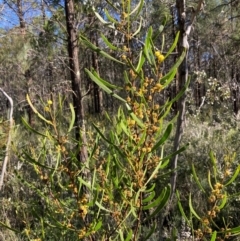 Acacia gladiiformis (Sword Wattle, Sword-leaf Wattle) at Bumbaldry, NSW - 29 Aug 2024 by AnneG1