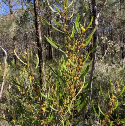 Acacia gladiiformis (Sword Wattle, Sword-leaf Wattle) at Bumbaldry, NSW - 29 Aug 2024 by AnneG1