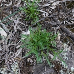 Isotoma axillaris (Australian Harebell, Showy Isotome) at Cowra, NSW - 30 Aug 2024 by RobG1