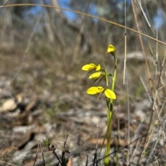 Diuris chryseopsis (Golden Moth) at Throsby, ACT - 1 Sep 2024 by RangerRiley