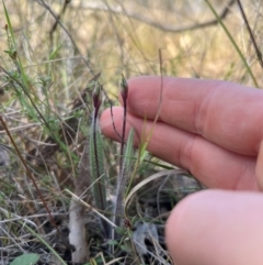 Caladenia actensis (Canberra Spider Orchid) by RangerRiley