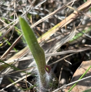 Caladenia actensis at suppressed - 1 Sep 2024