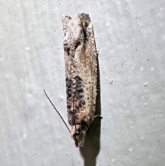 Crocidosema plebejana (Cotton Tipworm Moth) at South West Rocks, NSW - 25 Aug 2024 by Pirom