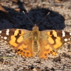 Vanessa kershawi (Australian Painted Lady) at Guerilla Bay, NSW - 1 Sep 2024 by jb2602