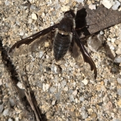 Anthrax sp. (genus) at Ebor, NSW - 1 Sep 2024 by Shib