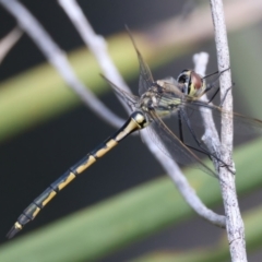 Hemicordulia tau (Tau Emerald) at Broulee, NSW - 2 Sep 2024 by jb2602