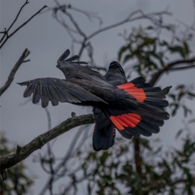 Calyptorhynchus banksii graptogyne (South-eastern Red-tailed Black Cockatoo) by MichaelBedingfield