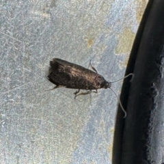 Unidentified Moth (Lepidoptera) at Aranda, ACT - 30 Aug 2024 by KMcCue