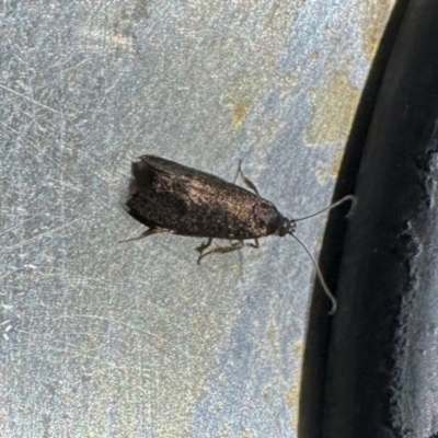 Unverified Moth (Lepidoptera) at Aranda, ACT - 30 Aug 2024 by KMcCue