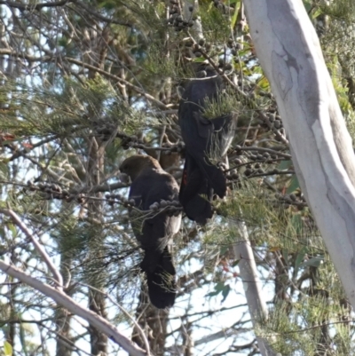 Calyptorhynchus lathami lathami (Glossy Black-Cockatoo) at Bumbaldry, NSW - 30 Aug 2024 by RobG1