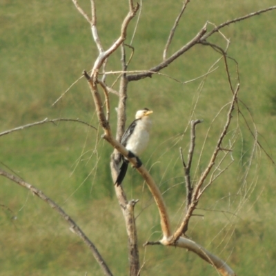 Microcarbo melanoleucos (Little Pied Cormorant) at Hume, ACT - 10 Feb 2024 by MichaelBedingfield