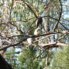 Geopelia placida (Peaceful Dove) at Bumbaldry, NSW - 30 Aug 2024 by RobG1