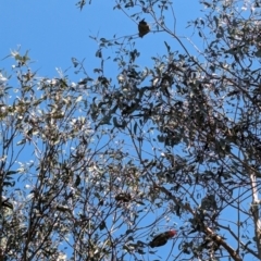 Callocephalon fimbriatum (Gang-gang Cockatoo) at Forrest, ACT - 2 Sep 2024 by JamesB