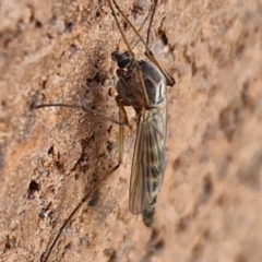 Chironomidae (family) (Non-biting Midge) at Lyneham, ACT - 3 Sep 2024 by trevorpreston