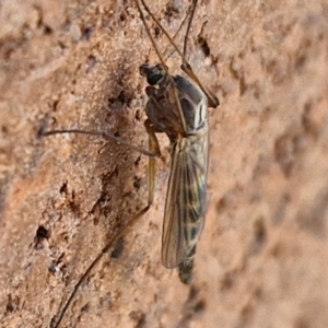 Chironomidae (family) at Lyneham, ACT - 3 Sep 2024 10:35 AM