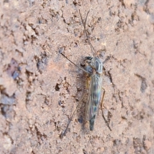 Chironomidae (family) at Lyneham, ACT - 3 Sep 2024 10:35 AM