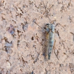 Chironomidae (family) at Lyneham, ACT - 3 Sep 2024