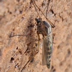 Chironomidae (family) at Lyneham, ACT - 3 Sep 2024 10:35 AM