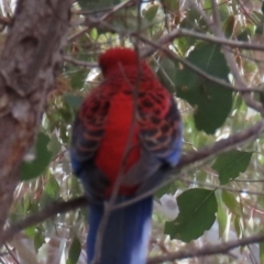 Platycercus elegans (Crimson Rosella) at Aranda, ACT - 2 Sep 2024 by lbradley