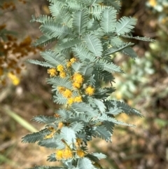 Acacia baileyana (Cootamundra Wattle, Golden Mimosa) at Aranda, ACT - 1 Sep 2024 by lbradley