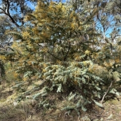 Acacia baileyana at Aranda, ACT - 2 Sep 2024