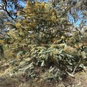 Acacia baileyana at Aranda, ACT - 2 Sep 2024