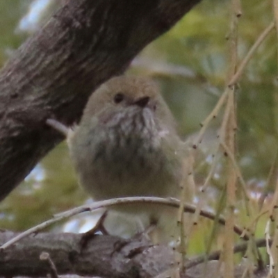 Acanthiza pusilla (Brown Thornbill) at Aranda, ACT - 2 Sep 2024 by lbradley