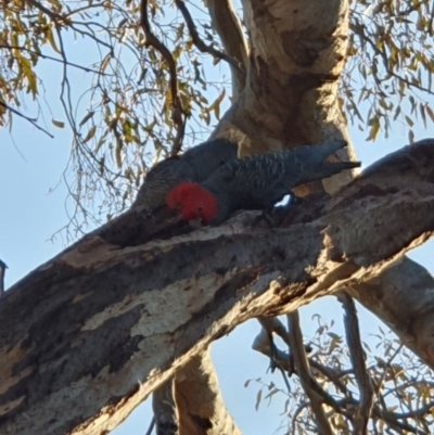 Callocephalon fimbriatum (Gang-gang Cockatoo) at Lyons, ACT - 3 Sep 2024 by jmcleod