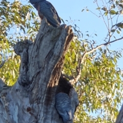 Callocephalon fimbriatum (Gang-gang Cockatoo) at Lyons, ACT - 3 Sep 2024 by jmcleod