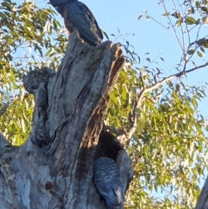 Callocephalon fimbriatum at Lyons, ACT - suppressed