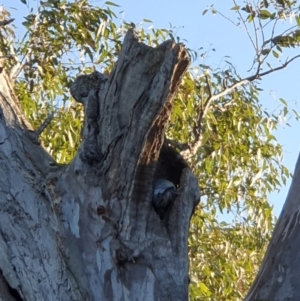 Callocephalon fimbriatum at Lyons, ACT - suppressed