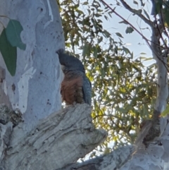 Callocephalon fimbriatum at Lyons, ACT - suppressed