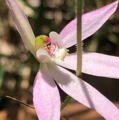 Caladenia carnea (Pink Fingers) at Kungala, NSW - 3 Sep 2024 by donnanchris