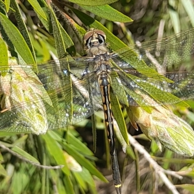 Hemicordulia tau (Tau Emerald) at Acton, ACT - 3 Sep 2024 by VanceLawrence