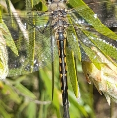 Hemicordulia tau at Acton, ACT - 3 Sep 2024