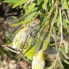 Hemicordulia tau at Acton, ACT - 3 Sep 2024