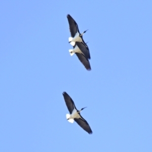 Threskiornis spinicollis at Strathnairn, ACT - 3 Sep 2024