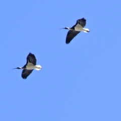 Threskiornis spinicollis at Strathnairn, ACT - 3 Sep 2024