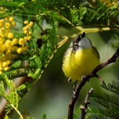 Gerygone olivacea at Strathnairn, ACT - 3 Sep 2024 10:47 AM