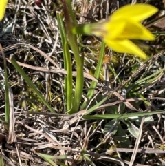 Diuris chryseopsis (Golden Moth) at Bonner, ACT - 3 Sep 2024 by JVR