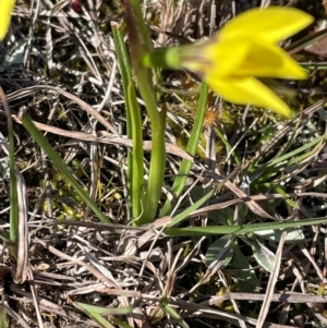 Diuris chryseopsis at Bonner, ACT - 3 Sep 2024