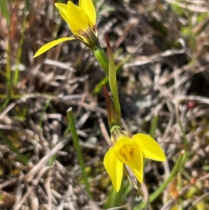 Diuris chryseopsis at Bonner, ACT - 3 Sep 2024