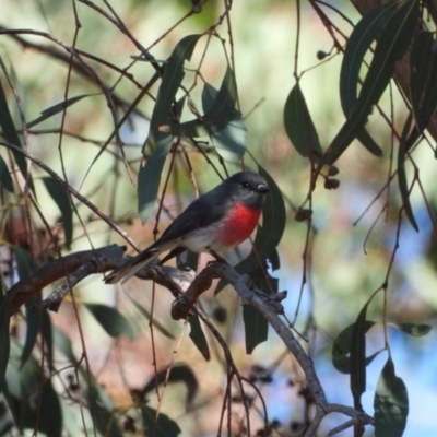 Petroica rosea (Rose Robin) at Chapman, ACT - 3 Sep 2024 by LinePerrins