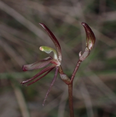 Cyrtostylis reniformis (Common Gnat Orchid) by AnneG1