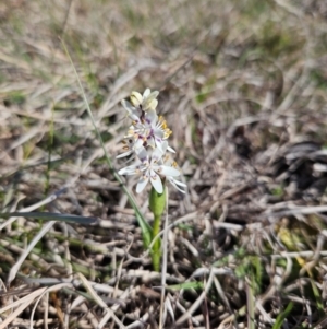 Wurmbea dioica subsp. dioica at Googong, NSW - 3 Sep 2024