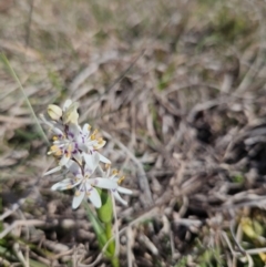 Wurmbea dioica subsp. dioica at Googong, NSW - 3 Sep 2024