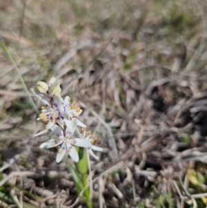 Wurmbea dioica subsp. dioica at Googong, NSW - 3 Sep 2024 02:49 PM