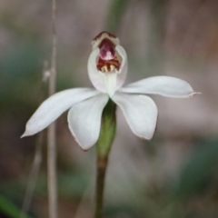 Caladenia fuscata (Dusky Fingers) at Cowra, NSW - 30 Aug 2024 by AnneG1