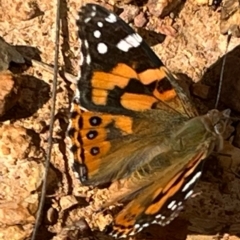 Vanessa kershawi (Australian Painted Lady) at Lerida, NSW - 2 Sep 2024 by yanni